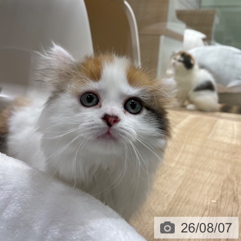 マンチカンの写真