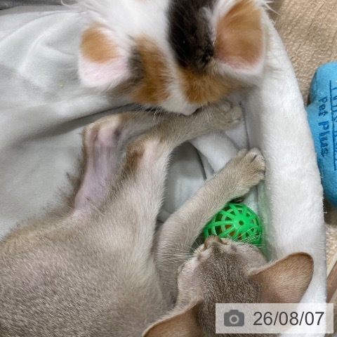 マンチカンの写真