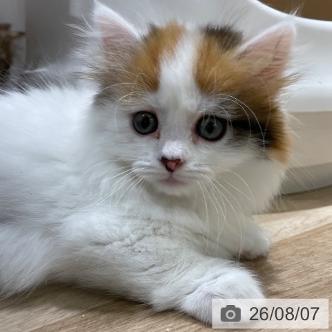 マンチカンの写真
