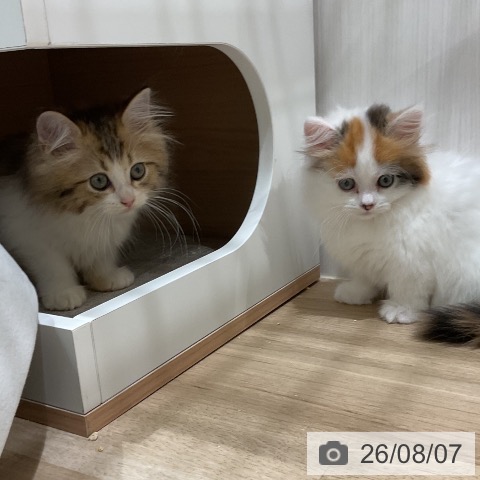 マンチカンの写真