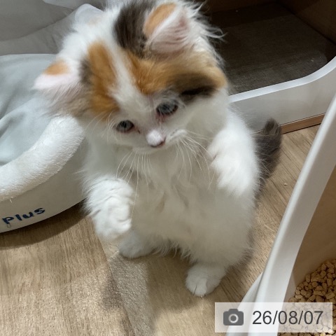 マンチカンの写真