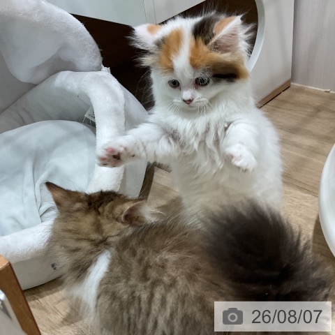 マンチカンの写真