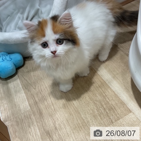 マンチカンの写真