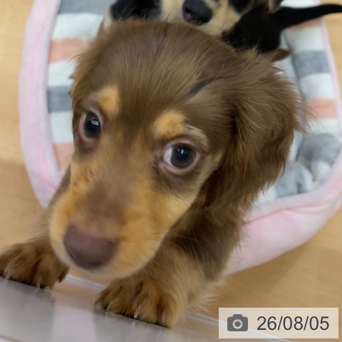 福岡県のカニンヘンダックスフンド(ロング) (ペットプラス MARK IS 福岡ももち店/2026年5月29日生まれ/男の子/チョコレートタン)の子犬の3枚目の画像