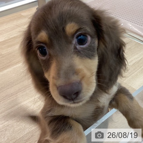 宮崎県のカニンヘンダックスフンド(ロング) (ペットプラス 宮崎店/2026年5月29日生まれ/男の子/チョコレートタン)の子犬の4枚目の画像