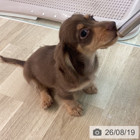 宮崎県のカニンヘンダックスフンド(ロング) (ペットプラス 宮崎店/2026年5月29日生まれ/男の子/チョコレートタン)の子犬の3枚目の画像