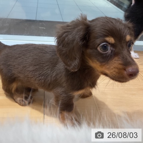 埼玉県のカニンヘンダックスフンド(ロング) (ペットプラス 与野店/2026年5月28日生まれ/男の子/チョコレートタン)の子犬の4枚目の画像