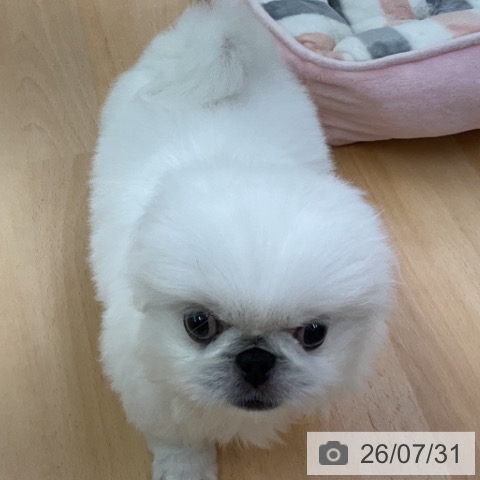 ペキニーズの写真