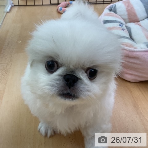 ペキニーズの写真