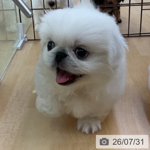ペキニーズの写真