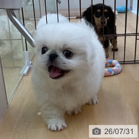 ペキニーズの写真
