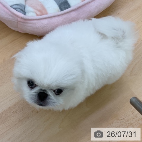 ペキニーズの写真