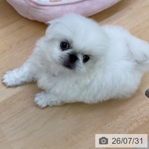 ペキニーズの写真
