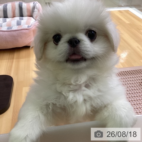 福岡県のペキニーズ (ペットプラス 黒崎店/2026年5月28日生まれ/男の子/ホワイト)の子犬の4枚目の画像