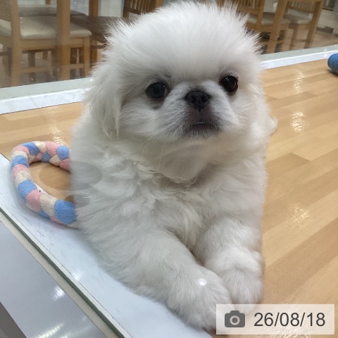 福岡県のペキニーズ (ペットプラス 黒崎店/2026年5月28日生まれ/男の子/ホワイト)の子犬の3枚目の画像