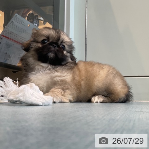 ペキニーズの写真