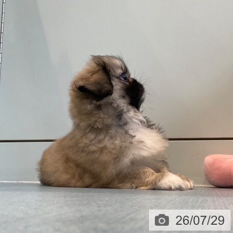 ペキニーズの写真