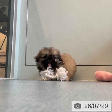 ペキニーズの写真