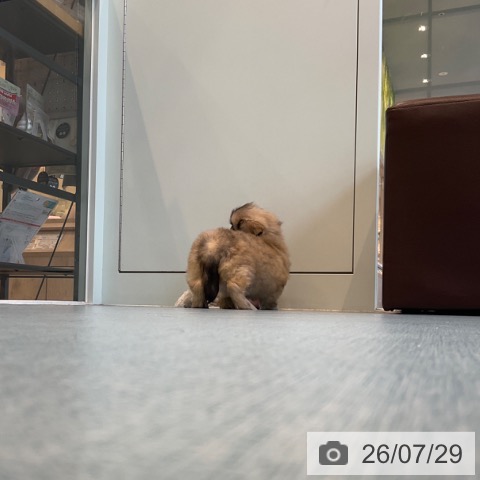 ペキニーズの写真