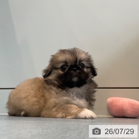 ペキニーズの写真