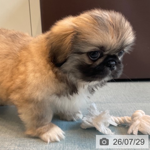 ペキニーズの写真
