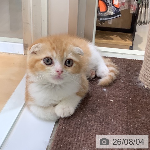 スコティッシュフォールドの写真