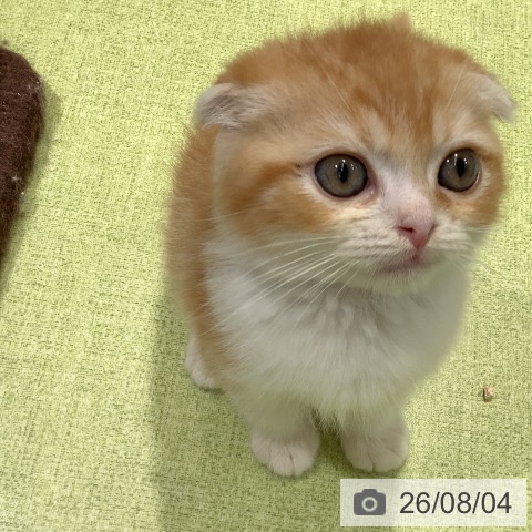 スコティッシュフォールドの写真