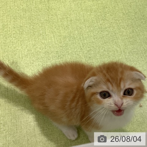 スコティッシュフォールドの写真