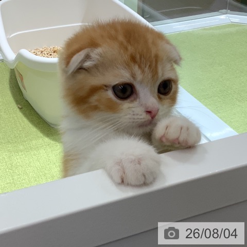 スコティッシュフォールドの写真