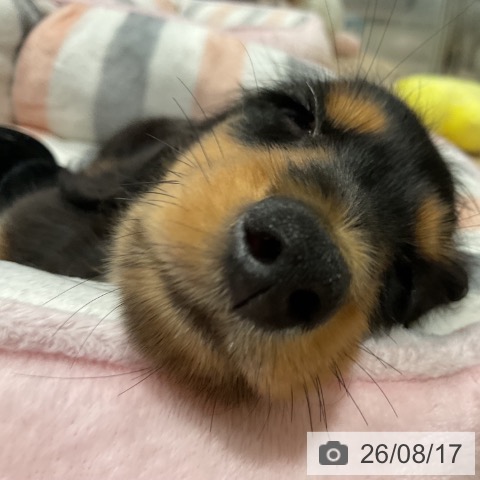 埼玉県のカニンヘンダックスフンド(ロング) (ペットプラス コクーンシティ店/2026年5月29日生まれ/男の子/ブラックタン)の子犬の3枚目の画像