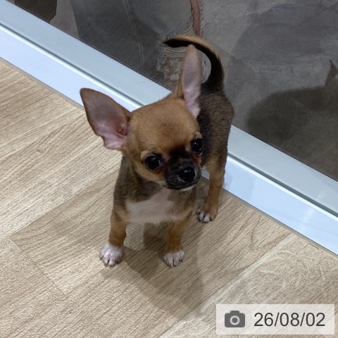 宮城県のチワワ(ロング) (ペットプラス 名取店/2026年5月27日生まれ/男の子/レッドホワイト)の子犬の4枚目の画像