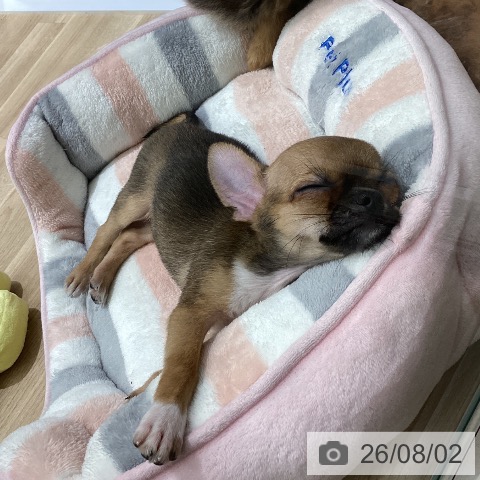 宮城県のチワワ(ロング) (ペットプラス 名取店/2026年5月27日生まれ/男の子/レッドホワイト)の子犬の3枚目の画像
