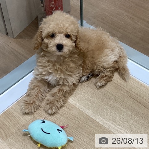 岩手県のトイプードル(トイ) (ペットプラス 盛岡南店/2026年5月29日生まれ/男の子/アプリコット)の子犬の3枚目の画像
