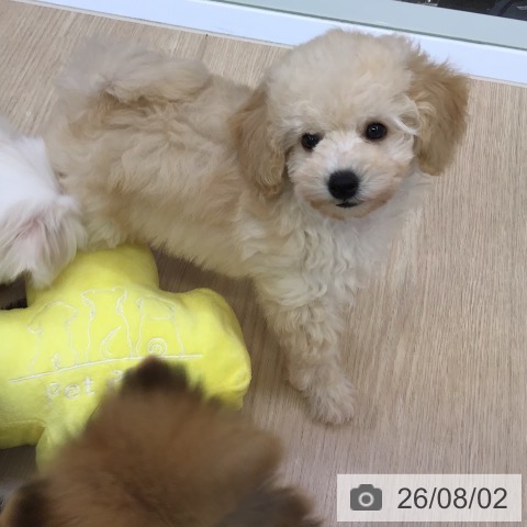 沖縄県のトイプードル(トイ) (ペットプラス 沖縄ライカム店/2026年5月28日生まれ/男の子/クリーム)の子犬の4枚目の画像