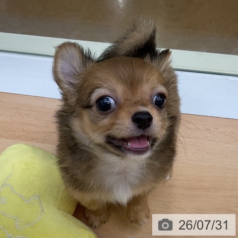 福岡県のチワワ(ロング) (ペットプラス 福岡店/2026年5月29日生まれ/男の子/フォーンホワイト)の子犬の4枚目の画像