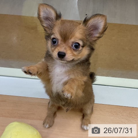 福岡県のチワワ(ロング) (ペットプラス 福岡店/2026年5月29日生まれ/男の子/フォーンホワイト)の子犬の3枚目の画像