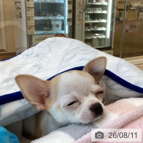 チワワの写真