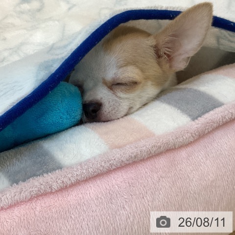 福岡県のチワワ(ロング) (ペットプラス ららぽーと福岡店/2026年5月29日生まれ/女の子/ホワイトクリーム)の子犬の4枚目の画像