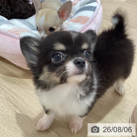 チワワの写真