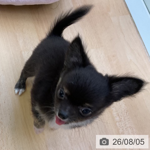 チワワの写真