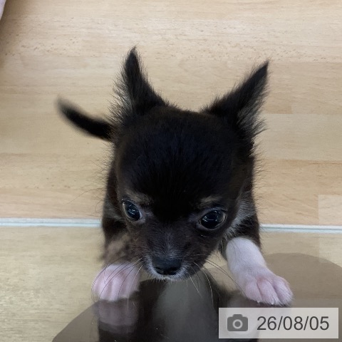 チワワの写真