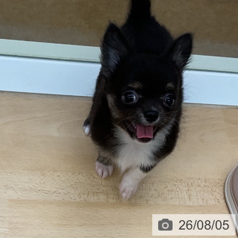 チワワの写真