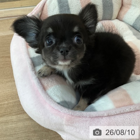 福岡県のチワワ(ロング) (ペットプラス ららぽーと福岡店/2026年6月2日生まれ/女の子/ブラックタンホワイト)の子犬の3枚目の画像