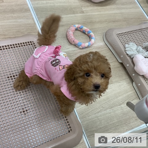 福岡県のトイプードル(トイ) (ペットプラス 八幡東店/2026年6月3日生まれ/男の子/アプリコット)の子犬の4枚目の画像
