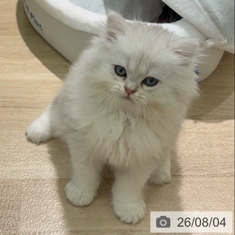 宮崎県のペルシャ (ペットプラス 宮崎店/2026年6月2日生まれ/男の子/シェーデットシルバー)の子猫の4枚目の画像