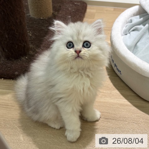 宮崎県のペルシャ (ペットプラス 宮崎店/2026年6月2日生まれ/男の子/シェーデットシルバー)の子猫の3枚目の画像