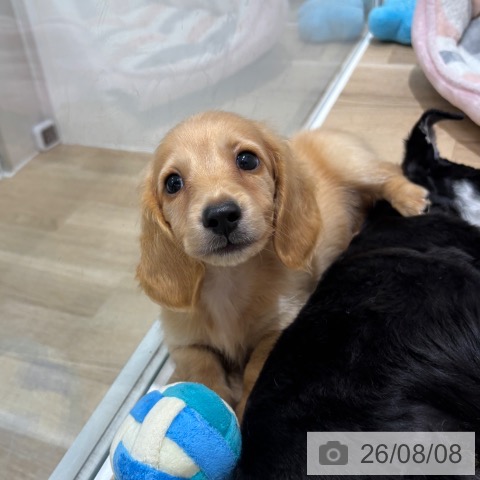 千葉県のミニチュアダックスフンド(ロング) (ペットプラス 木更津店/2026年6月3日生まれ/男の子/ゴールド)の子犬の4枚目の画像