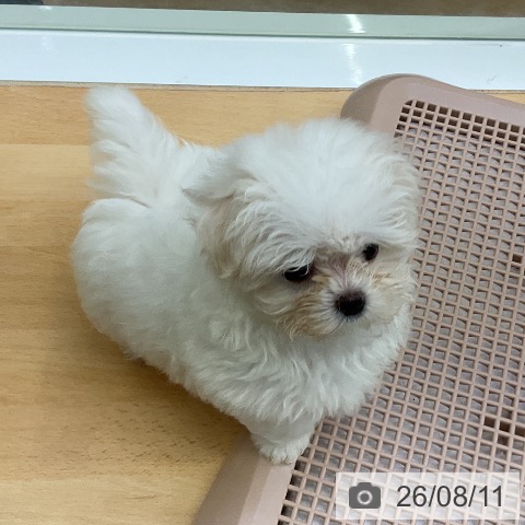 マルチーズの写真