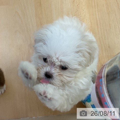 マルチーズの写真