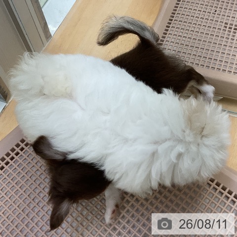 マルチーズの写真